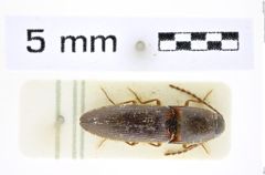 Foto (Dorsalansicht) von Xanthopenthes dolini (Schimmel, 1999) (NHMW-ZOO-COL-0008411)